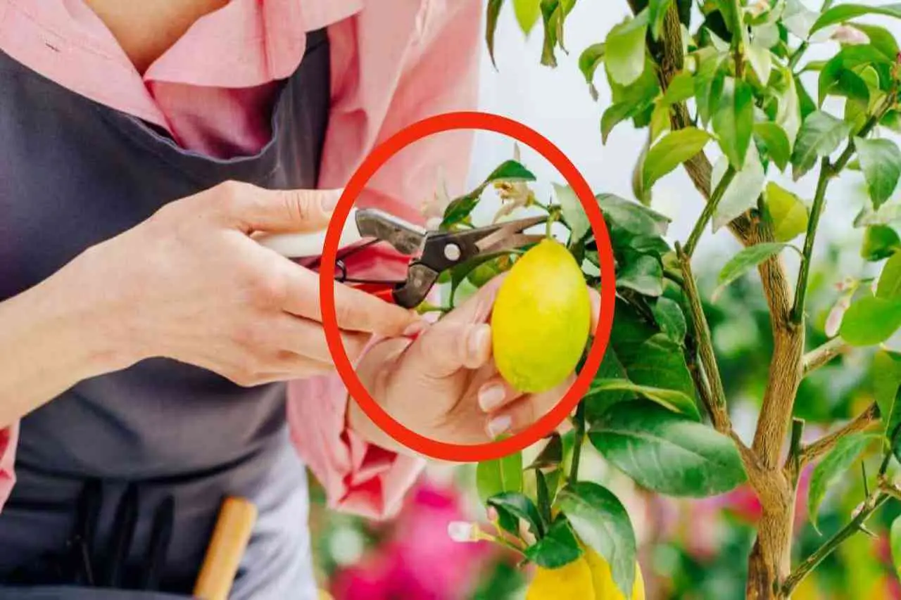 Come potare il limone in vaso? Il metodo giusto per farlo fruttare