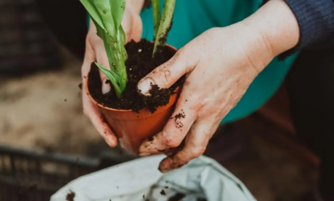Come scegliere la terra giusta per le piante in vaso? I segreti dei professionisti