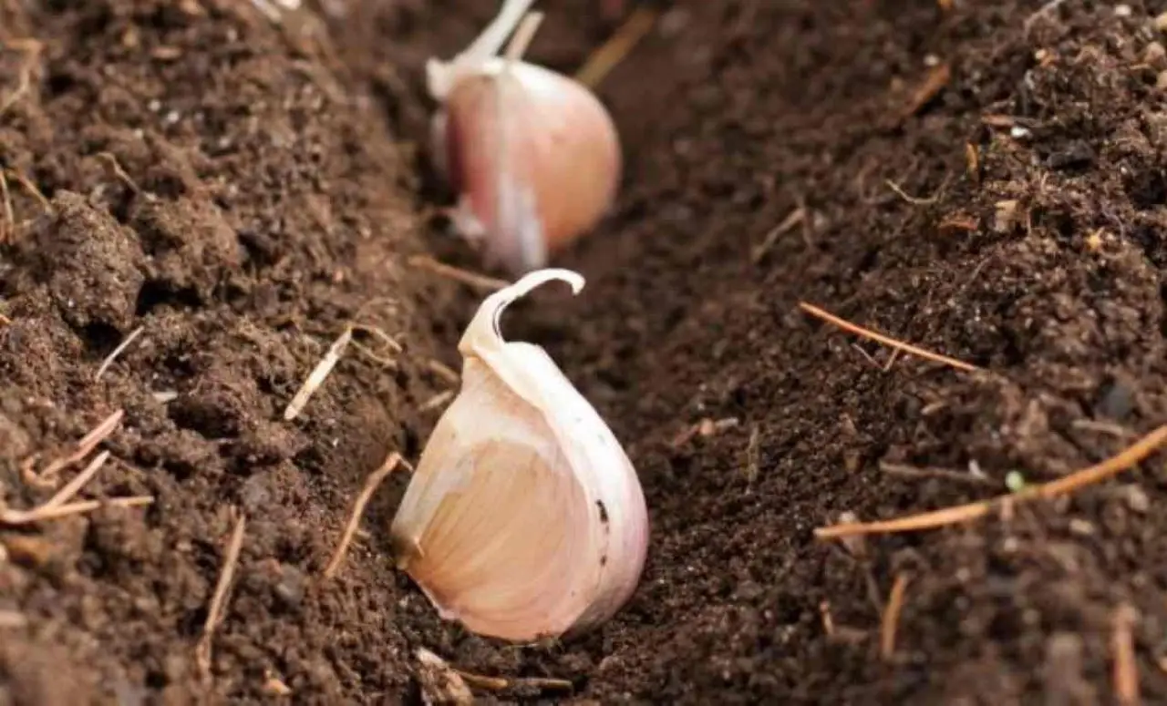 Quando si pianta l’aglio? Il periodo giusto per ottenere bulbi grandi