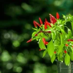 Come si coltiva il peperoncino? Il metodo semplice anche in vaso