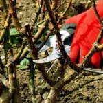 Quando si potano le rose? Ecco cosa dice il giardiniere