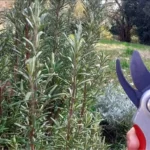 Come potare il rosmarino: ecco cosa devi sapere