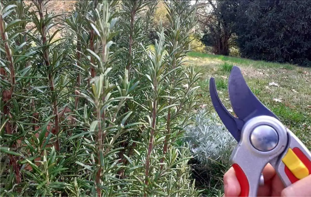 Come potare il rosmarino: ecco cosa devi sapere
