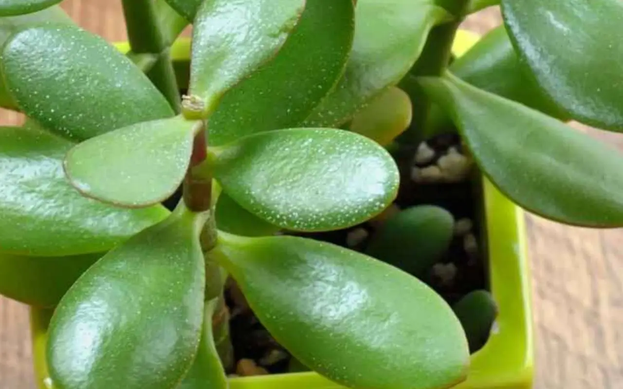 Allerta albero di giada: ecco perché ha le foglie gialle