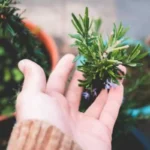 Come curare il rosmarino? I segreti per una crescita sana e rigogliosa