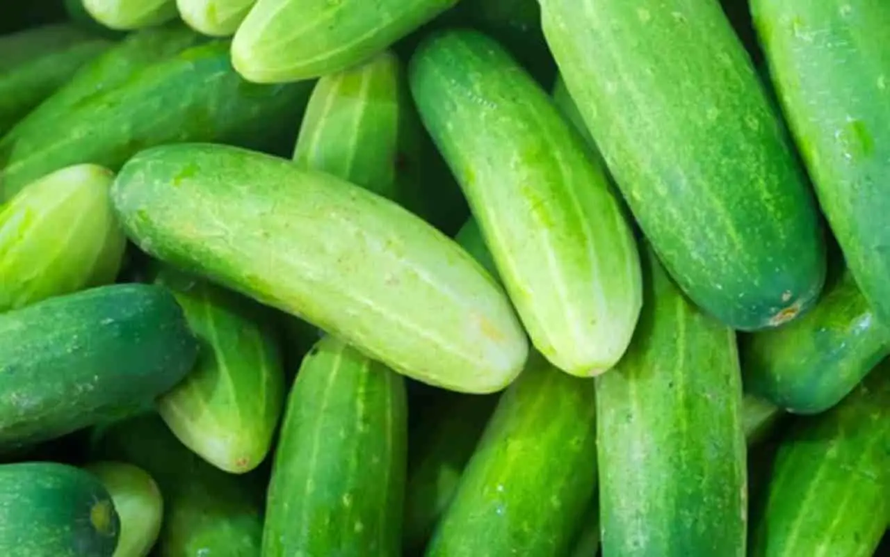 Perché il cetriolo è amaro? L’errore che in molti commettono