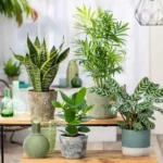 Tre piante che portano sfortuna in casa: assurdo, ecco quali sono