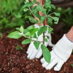 Come piantare un albero da frutto? Le regole per una crescita sana