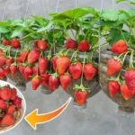 Come coltivare le fragole in vaso? Il metodo per averle tutto l’anno