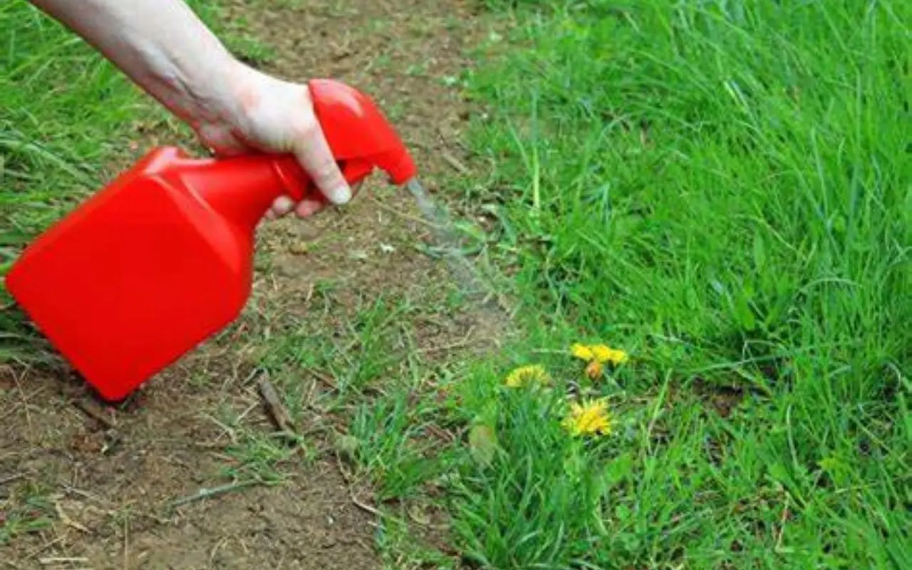 Come eliminare le erbacce senza diserbanti? Il metodo naturale più efficace