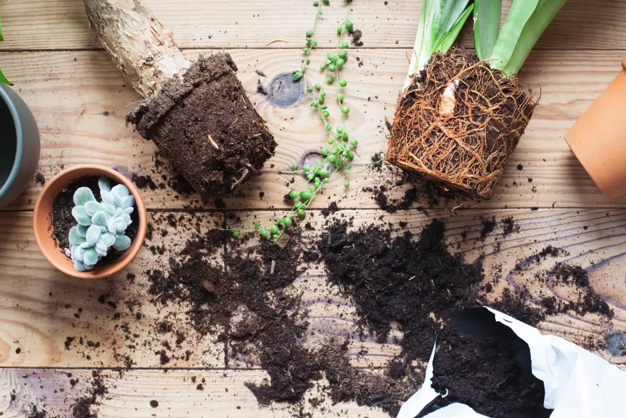 Quando si travasano le piante? Il momento migliore per ogni tipo