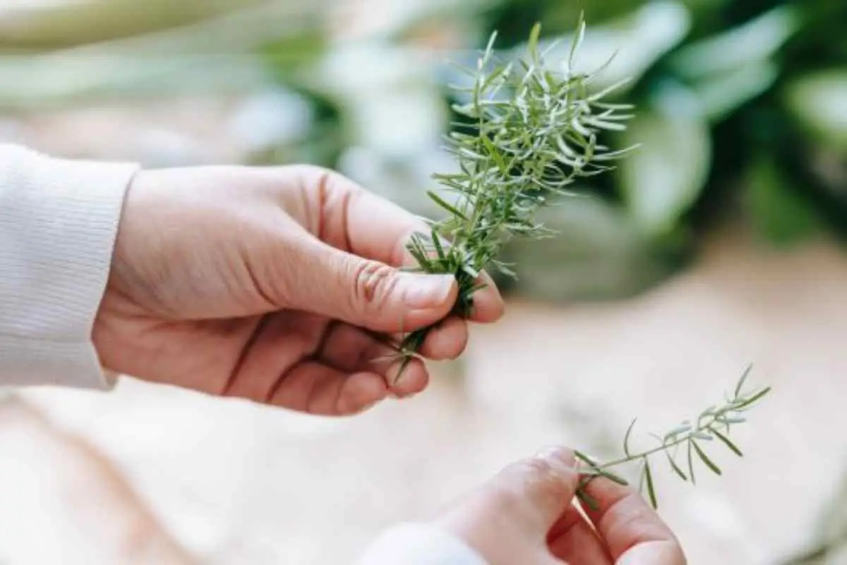 Perché il rosmarino secca? Le cause e cosa fare