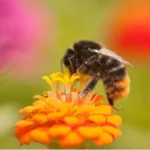 Quali piante attirano le api? Ecco perché dovresti averle in giardino