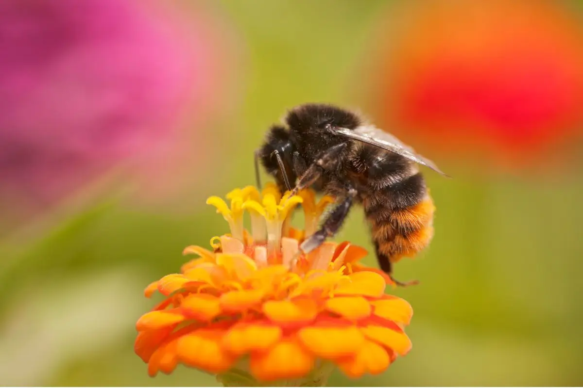 Quali piante attirano le api? Ecco perché dovresti averle in giardino