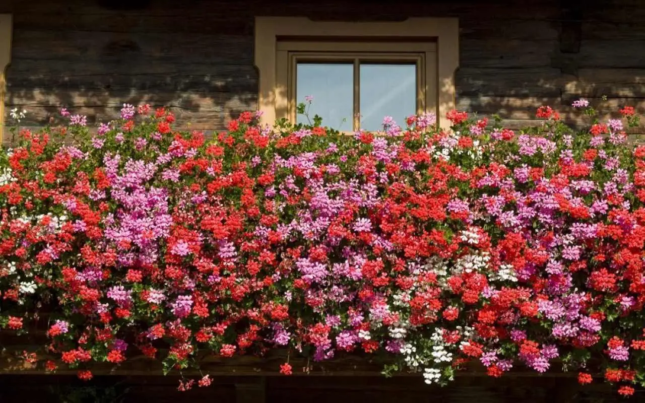Quali sono i migliori fiori da balcone esposti a sud? Le varietà più resistenti