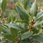 Attenzione a queste piante che portano sfortuna: ecco quali sono