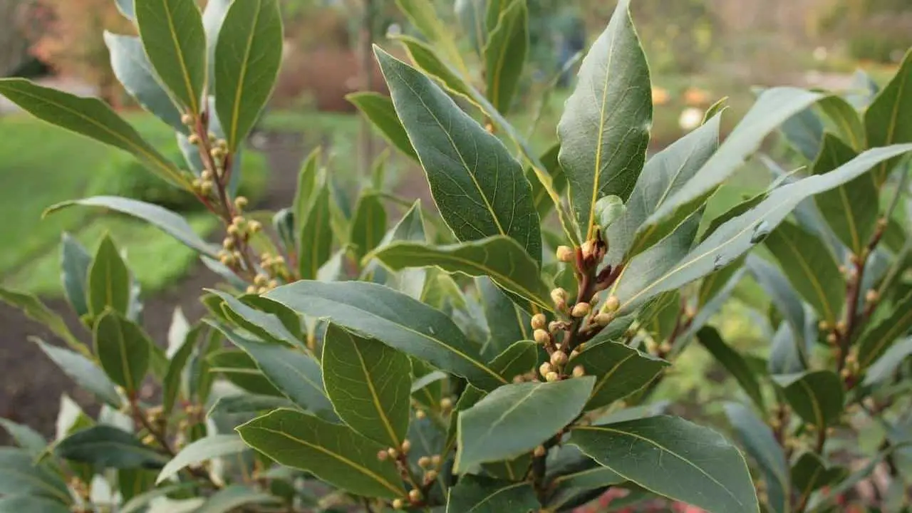 Attenzione a queste piante che portano sfortuna: ecco quali sono